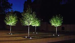 Baum Beleuchtung Herbs Plants Food