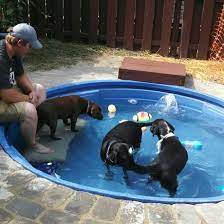 Our Fur Babies Swimming In Stock Tank Pool Dog Pool Dog Pool Diy Dog Playground