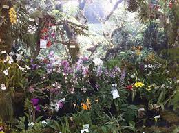 Orchideenschau Botanischer Garten Kiel In 2020 Botanischer Garten Garten Orchideen