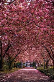 Die Pracht Des Fruhlings Im Botanischen Garten In Rostock Schon Besucht Pic By S U M S E Schweriner See Hansestadt Rostock Rostock