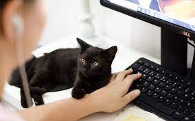 Thanks to cat sitters near and far away, they. How Do I Find A Pet Sitter Near Me Little White Dog Co Las Vegas Dog Walking And Pet Sitting