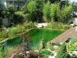 D 63110 Rodgau 106 Qm Bj2004 Jpg 800 600 Natural Swimming Pools Natural Pool Swimming Pools