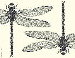 Pin On Dragonflies