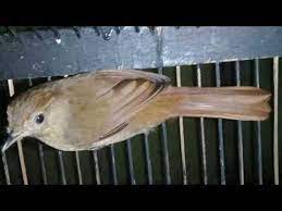 Berasal dari keturunan yang dapat menghasilkan telur yang banyak. Download 63 Gambar Burung Flamboyan Jantan Dan Betina Keren Gratis