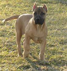 Photo Gallery Dog Breeds Presa Canario Beautiful Dogs