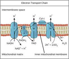 Cellular Respiration Microbiology Health And Disease