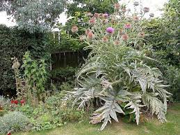 Giant Ornamental Artichoke Plant Artichoke Plants Plants Ornamental Plants
