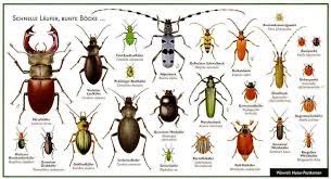 Kafer Schnelle Laufer Bunte Bocke Kleine Tiere Kafer Bestimmen Insekten