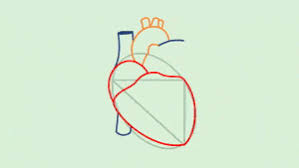 How To Draw A Human Heart With Pictures Human Heart Drawing Medical Drawings Human Heart