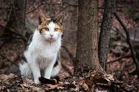 Vaccine testing and the approval process. Aspca Marks Half A Million Spay Neuter Surgeries In Nyc