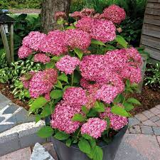 Hortensie Pink Annabelle Gunstig Online Kaufen Mein Schoner Garten Pflanzen Hortensien Garten