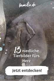 Susse Tierbabys Tierbabys Tiere Susse Tierbabys