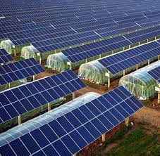 Cultivos Con Paneles Solares Solarpanels Solarenergy Solarpower Solargenerator Solarpanelkits Solarwaterheater Solarshing Solar Solar Panels Best Solar Panels