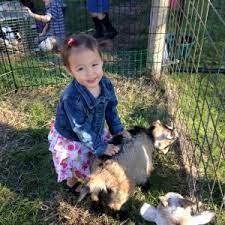 At austin animal center, you can find all breeds, ages, types and personality types. Hire Dalton Family Farm Petting Zoo In Austin Texas