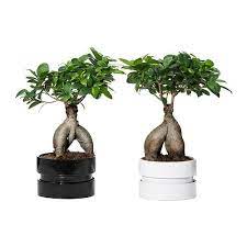 Ikea Us Furniture And Home Furnishings Ficus Microcarpa Plant Pot Design Plants