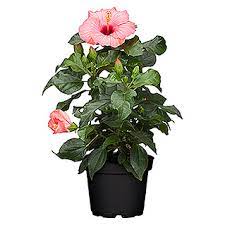 Bluhpflanzen Bauhaus Blumen Pflanzen Pflanzen Hibiskus Winterhart