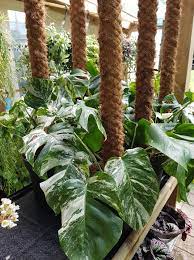 Solheim Gartneri Jeg Har Noen Fa Avkapette Morplanter Av Monstera Deliciosa F Variegata Til Salgs Dette Er Ferdig Rotede Planter I 24 Cm Potte Og Med En Klatrestokk I Hver Potte Er