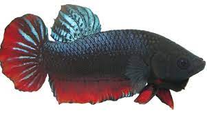 Fish guide for siamese fighting fish, betta splendens, betta profile with fish pictures, description and information, betta fish care, diet, habitat and fish diseases, tank mates and keeping the labyrinth fish. How To Professionally Train Betta Fighters To Fight Hibetta Com The 1 Website For Betta Fish Fans