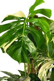 Monstera Met Wit Blad Gatenplant Monstera Kamerplanten