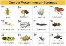 Freewaremini Serangga Gambar Hewan