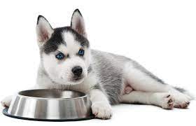 Here's a collection of some of the best dry dog foods for your husky puppy. 12 Best Puppy Foods For Huskies In 2021 Petstruggles