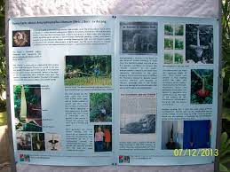Description Of The Next Plant Very Rare Amorphophallus Titanum Botanical Gardens Botanical