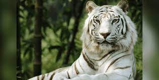 White tigers are variations of bengal tigers with pigmentation differences. This Is The Dark Truth Behind White Tigers