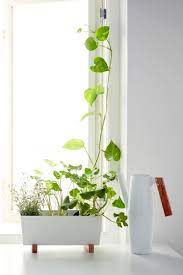 Bittergurka Ubertopf Weiss 32x15 Cm Ikea Deutschland Ikea Pflanzen Pflanzen Ikea