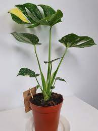 Just A Heads Up Before You Spend Hundreds Of Euros Dollars On Monstera Thai Constellations They Are Slowly Starting To Appear In Garden Centers Around Here In Europe For 59 95 Not My Pic
