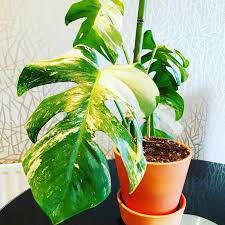 Variegated Monstera Deliciosa Plant Via Plantophiles Monstera Deliciosa Plants Monstera