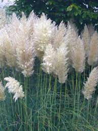 Extrem Winterhartes Gras Sichtschutz Cortaderia Selloana Sunningdale Silver Hohes Garten Pampasgras Sun Winterharte Graser Garten Bepflanzen Bepflanzung