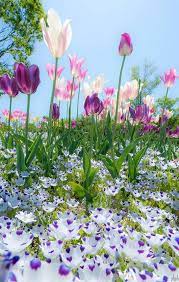 Sign In Beautiful Flowers Beautiful Nature Pictures Flower Garden Design