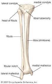 License image the bones of the leg are the femur, tibia, fibula and patella. Fibula Bone Anatomy Bones Medical Anatomy Anatomy And Physiology