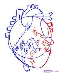 Step 4 How To Draw A Human Heart Heart Coloring Pages Human Heart Heart Drawing