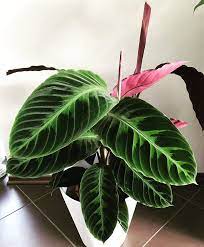 Can You Believe I Found This Beautiful Calathea Warscewiczii For Under 10 At Ikea It S So Crazy I Always Wanted One But They Were