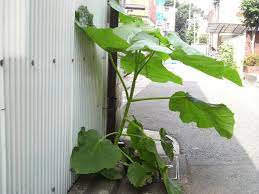 教えて 巨大雑草 宇野家の日常