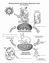 Photosynthesis Diagrams Worksheet Answers Fresh Synthesis Cellular Respiration Photosynthesis And Cellular Respiration Cellular Respiration Science Cells