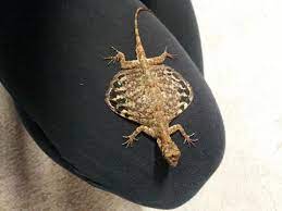 For first time keepers we recommend you read our caresheets thoroughly to understand the differences between them. Draco Flying Lizards For Sale