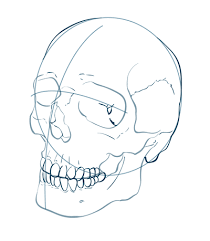 How To Draw A Skull Online Drawing Lessons Sugar Skull Art Drawing Skull Drawing Skulls Drawing