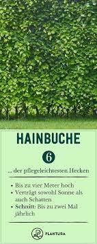 Pflegeleichte Hecken Unsere Top 6 Als Sichtschutz Plantura Hainbuche Hecke Sichtschutz Pflanzen