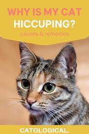 Always introduce dogs and cats cautiously until you know they. Feline Hiccups Can And Do Cats Get Hiccups Kitten Care Cats Cat Illnesses