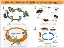 Metamorfosis Sempurna Tidak Sempurna