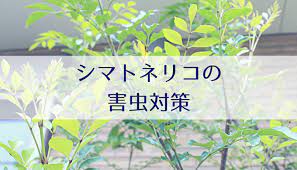 シマトネリコにつきやすい３つの害虫と誰でもできる予防策 駆除方法 Misako Note