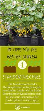 10 Tipps Fur Die Besten Gurken Aus Dem Eigenen Garten Plantura Gurkenpflanze Pflanzen Gemuseanbau In Kubeln
