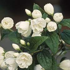 Philadelphus Snowbelle Compact Mockorange Shrubs P Shrubs Trees Garden Plants Fragrant Flowers Hedging Plants Mock Orange Shrub