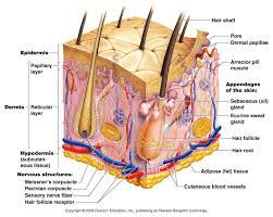 Anatomy of the human skin with english language labels. Skin Structure Diagram Labelled Diagram Skin Structure Diagram Body Of Anatomy Skin Anatomy Skin Structure Epidermis