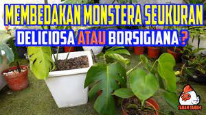 Awas Salah Beli Ini Cara Membedakan Tanaman Hias Monstera Deliciosa King Dan Monstera Borsigiana Youtube