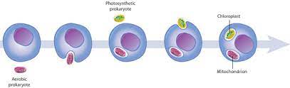 The Origin Of Mitochondria And Chloroplasts Learn Science At Scitable