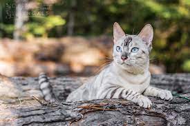Our bengal cats are part of our family and treated as family. Snow White Bengal Cats For Sale Wild Sweet Bengals