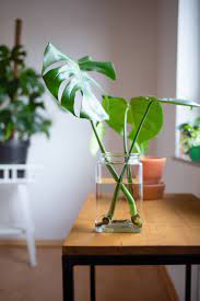 Monstera Vermehren Und Pflegen Diy Urban Jungle Diy Blog Do It Yourself Anleitungen Zum Selbermachen Wiebkeliebt Monstera Vermehren Monstera Diy Blog